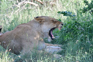 Naklejka na ściany i meble Wild Lions taken in Southern Africa, Kruger Park and Kgalagadi Park