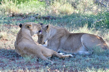 Wild Lions taken in Southern Africa, Kruger Park and Kgalagadi Park