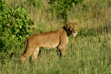 Wild Lions taken in Southern Africa, Kruger Park and Kgalagadi Park