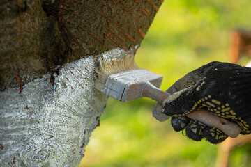 Hand in a knitted glove whitewashing a tree trunks