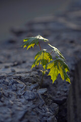 Fresh leaf sprouts maple in sunbeams in the city.