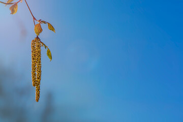 Fresh buds of leaves on the branches in sunbeams.