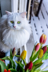 Weißer Kater sitzt auf Fensterbrett daneben rot-gelbe Tulpen daneben Schneebedeckter Dielenboden 