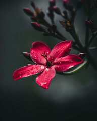 Fototapeta na wymiar Flores rojas en jardín casero 