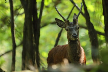 Red deer (Cervus elephus) Czech republic
