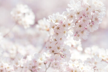 White cherry blossom, idea of the spring awakening