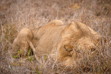 Obraz premium Wild Lions taken in Southern Africa, Kruger Park and Kgalagadi Park