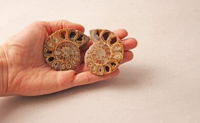 Ammonite fossil shell. Two halves of an ancient ammonite lie on a light background. Two halves of a sawn ammonite fossil shell. They lie on a woman's hand, in the palm of her hand