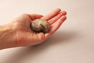 Ammonite fossil shell. Whole of an ancient ammonite lie on a light background. Whole of a sawn ammonite fossil shell. They lie on a woman's hand, in the palm of her hand
