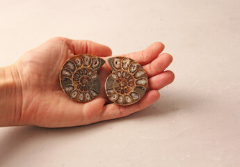 Ammonite fossil shell. Two halves of an ancient ammonite lie on a light background. Two halves of a sawn ammonite fossil shell. They lie on a woman's hand, in the palm of her hand