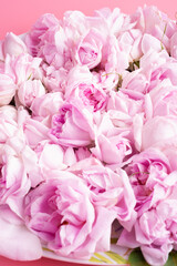 Obraz premium pink fresh roses around pink background. romantic and wedding concept. close up