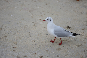 Seagull timidly walks to the stern on the concrete floor