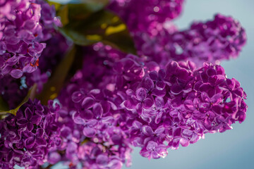 Blooming lilac in dew drops of pure water.