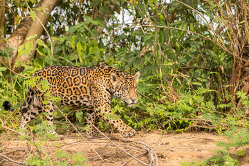 Fototapeta na wymiar Brazil, Pantanal. Close-up of jaguar.