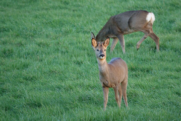 roe deer feeding in a field of green winter grass