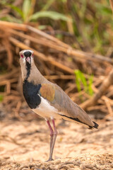 Brazil, Pantanal. Southern lapwing bird close-up.