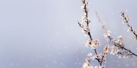 White cherry blossom, wide banner, idea of the spring awakening