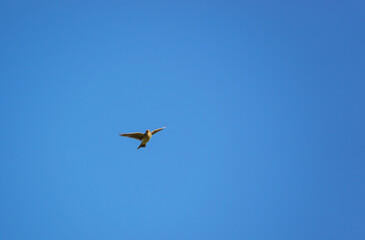 Obraz premium Golden Plover Pluvialis dominica flying in a clear bright blue sky
