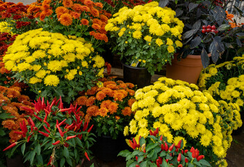 Fototapeta na wymiar Yellow and orange Chrysanthemums and mums and red pepper bushes in a Christmas and Halloween decoration.