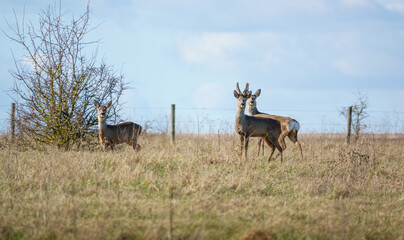 Naklejka na ściany i meble three roe deer stood on watch in an open meadow