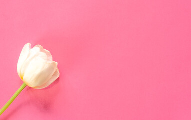 pink invitation with white tulip and place for text