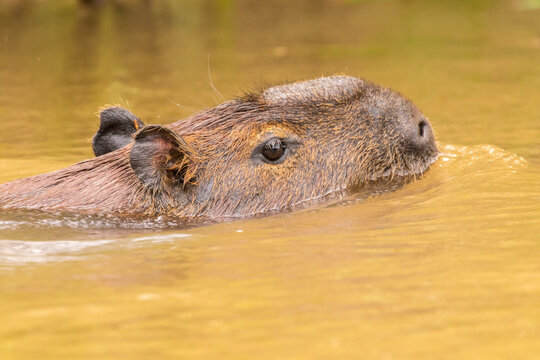 Brazil, Pantanal. Capybara swimming in water.