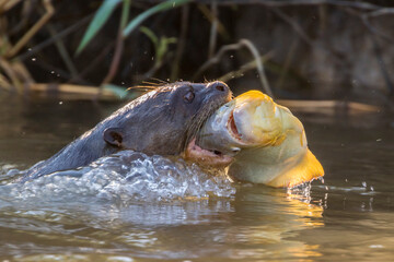Brazil, Pantanal. Giant river otter eating fish.