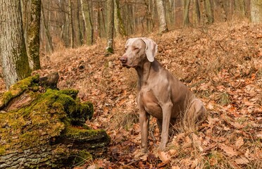 Weimaraner in the oak forest. Autumn hunting with a dog. Hunting dog in the woods.