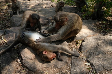 ノミ取りをする猿の家族