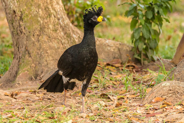 Brazil, Pantanal. Bare-faced curassow male.