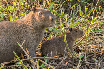 Brazil, Pantanal. Capybara adult and young.