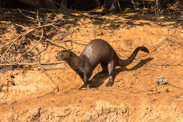 Brazil, Pantanal. Giant river otter running on beach.