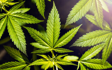 Marijuana or Cannabis green leaf. Hemp plant growing. Medical marijuana sativa or indica. Organic cannabis sprout. Sun rays. Macro close-up with copy space on black background.