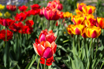 Red and orange tulips bloom in a home flower bed. Beautiful bright spring flowers of different shapes and colors. Background