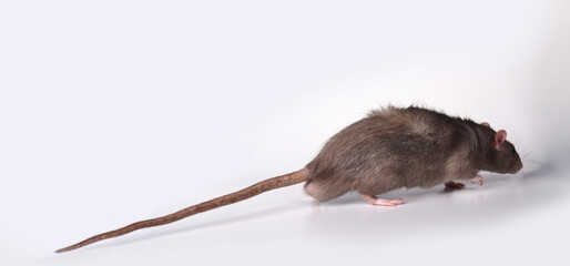 A wild-breed rat flees the scene of the crime. Brown rat on the back with a long tail on a white background