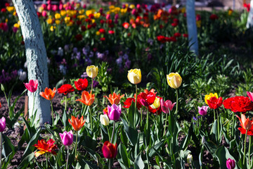 Red, white and pink tulips bloom in a home flower bed. Beautiful bright spring flowers of different shapes and colors. Background