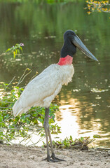 Brazil, Pantanal. Jabiru stork close-up.
