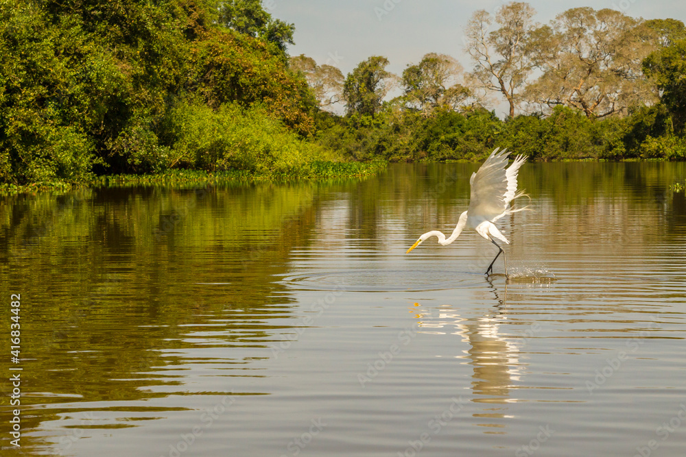 Poster brazil, pantanal. great egret fishing.