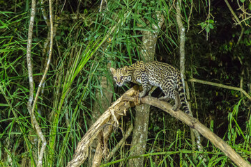Brazil, Pantanal. Ocelot on tree branch.