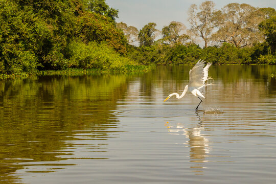 Brazil, Pantanal. Great Egret Fishing.