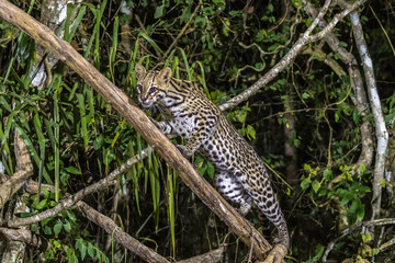 Brazil, Pantanal. Ocelot on tree branch.