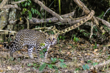 Brazil, Pantanal. Ocelot close-up.