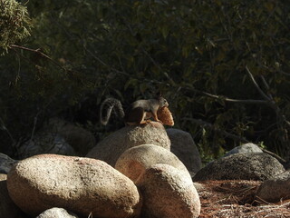 A Douglas squirrel perched on a small granite boulder, with an eaten pinecone in his mouth, in the...
