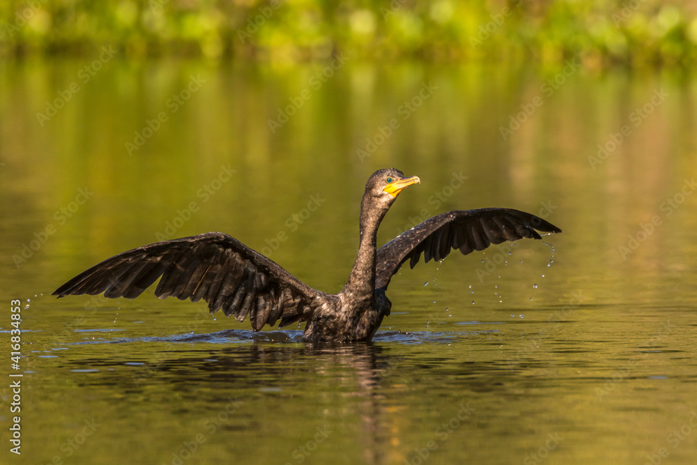 Wall mural brazil, pantanal. neotropic cormorant seeking fish.