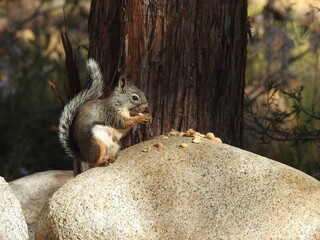 A Douglas squirrel sitting on a granite boulder eating peanuts, in the Western Sierra Nevada Mountains, California.