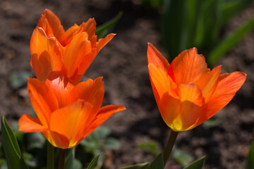 Three bright orange tulips bloom in the spring garden. Bright day, background