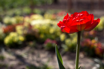 Obraz premium Terry fluffy red tulip on the background of a multi-colored flower bed, spring background