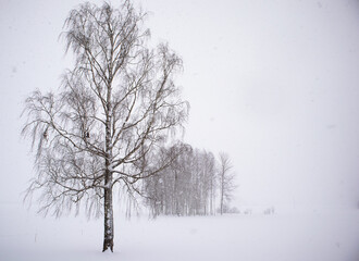 a lone tree during a snowstorm