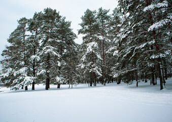 snow covered pine trees