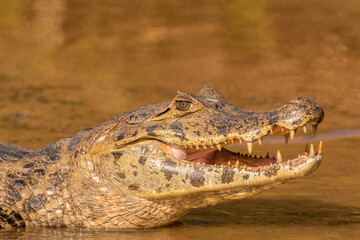 Brazil, Pantanal. Jacare caiman reptile in water. - obrazy, fototapety, plakaty